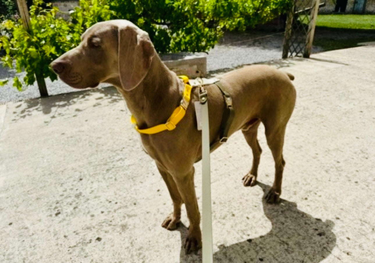 Harnais chien en Biothane – Collection Espresso Solaire