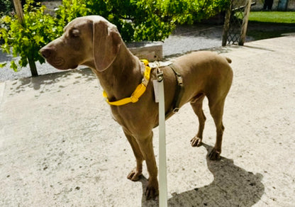 Harnais chien en Biothane – Collection Espresso Solaire