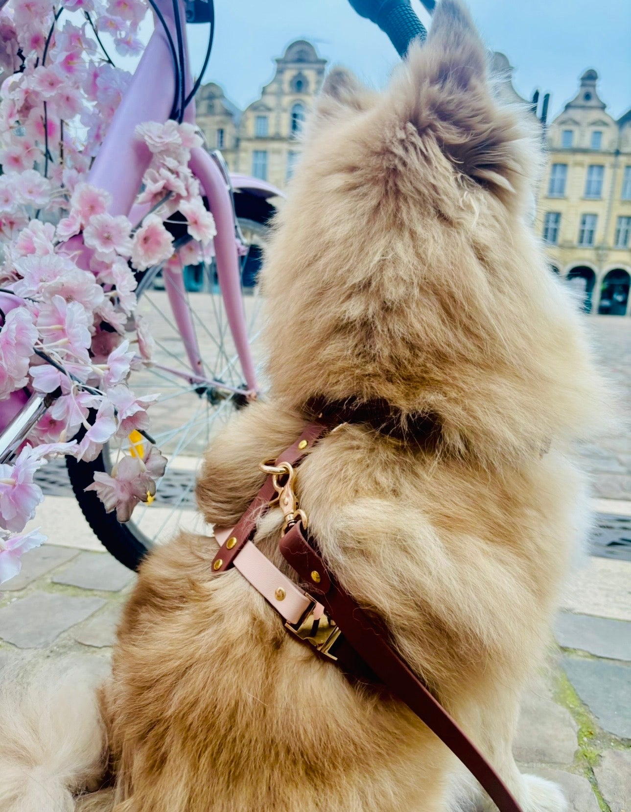 Harnais chien en Biothane – Collection Macchiato