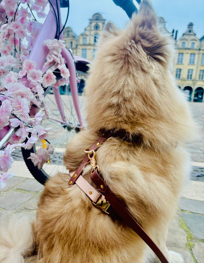 Harnais chien en Biothane – Collection Macchiato