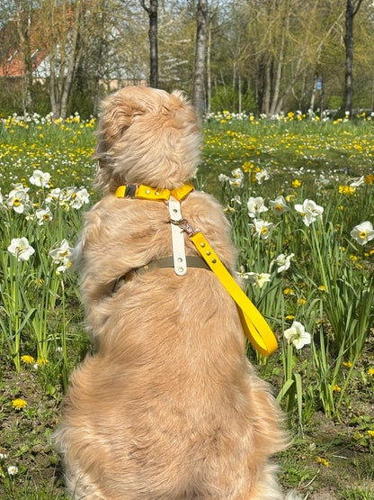 Harnais chien en Biothane – Collection Espresso Solaire