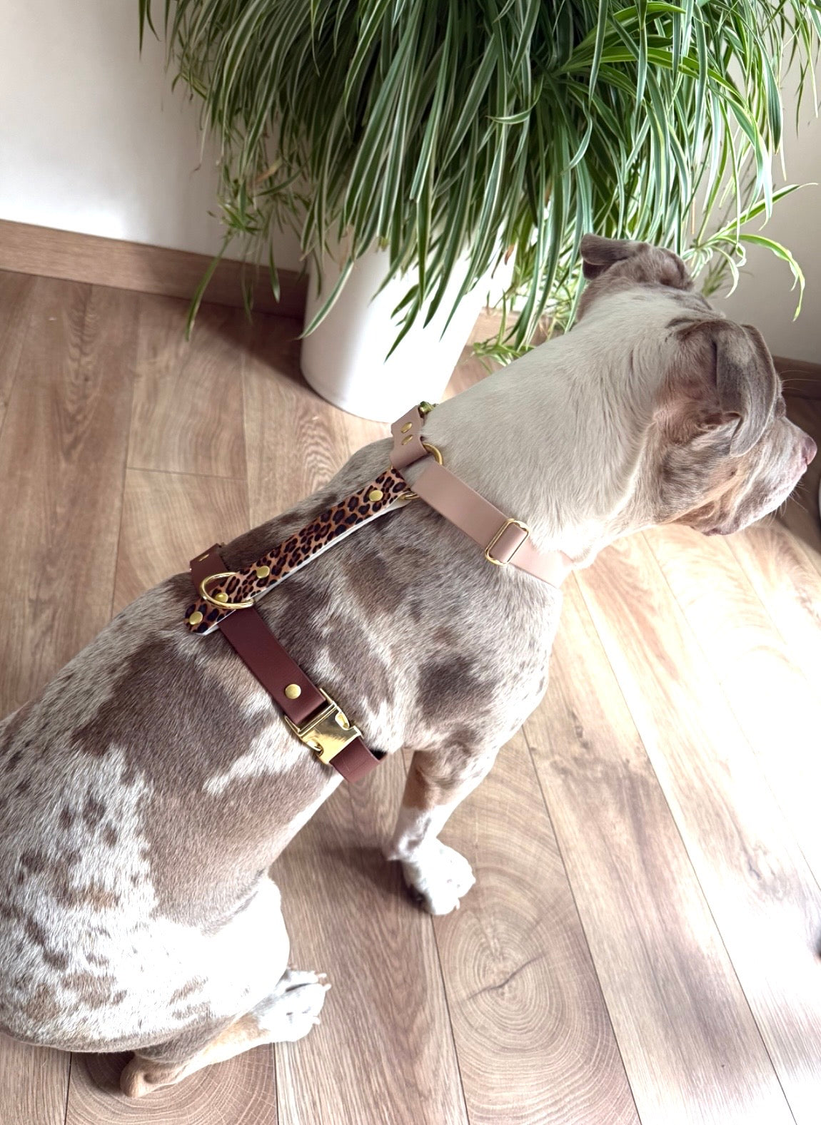 Harnais chien en Biothane sur mesure personnalisé