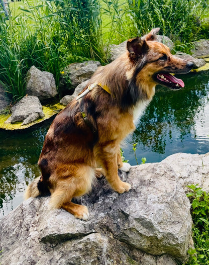 Harnais chien en Biothane – Collection Espresso Solaire