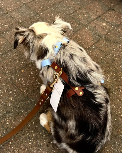 Harnais chien en Biothane sur mesure personnalisé