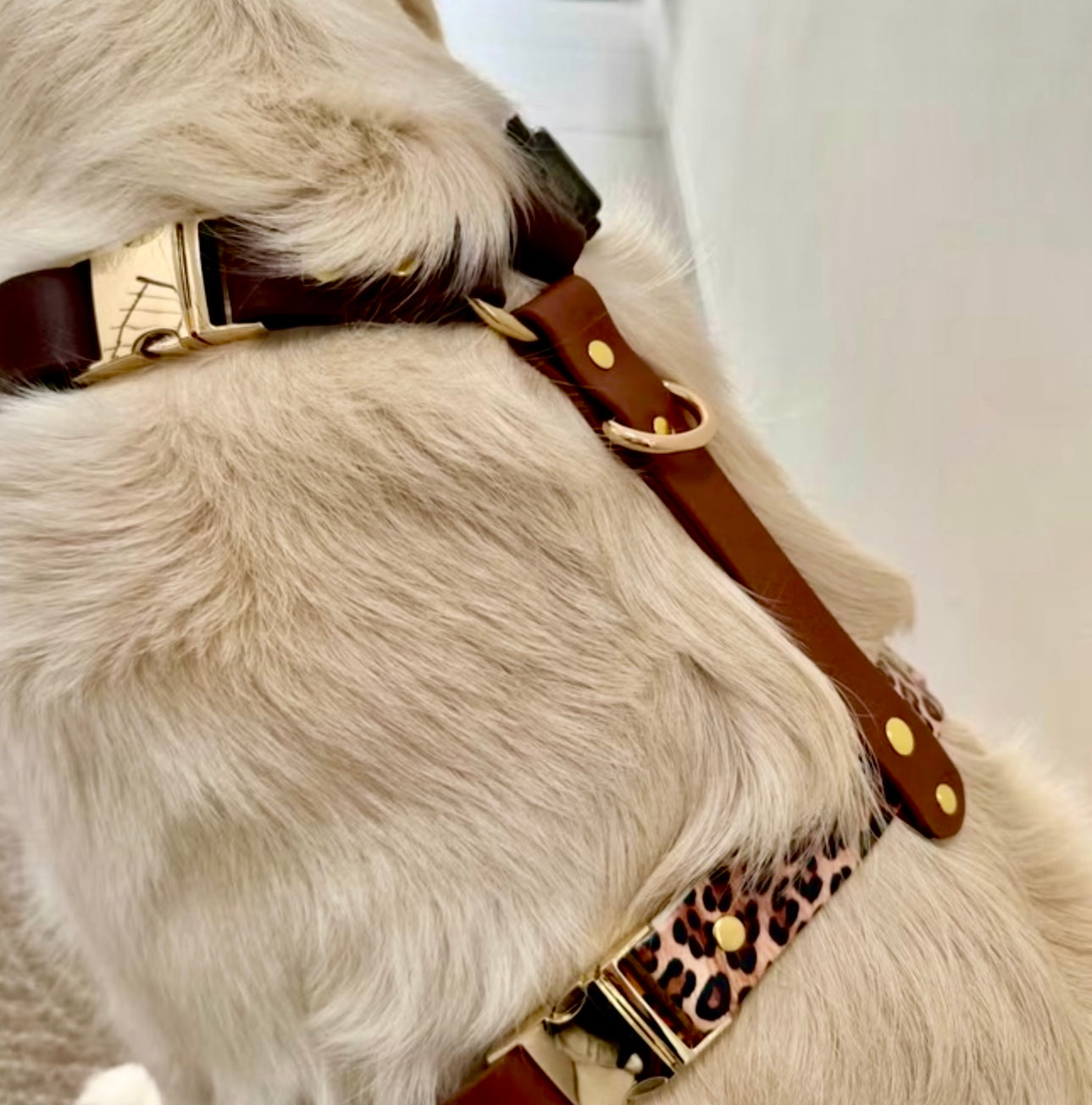 Harnais chien en Biothane – Collection Latte Sauvage