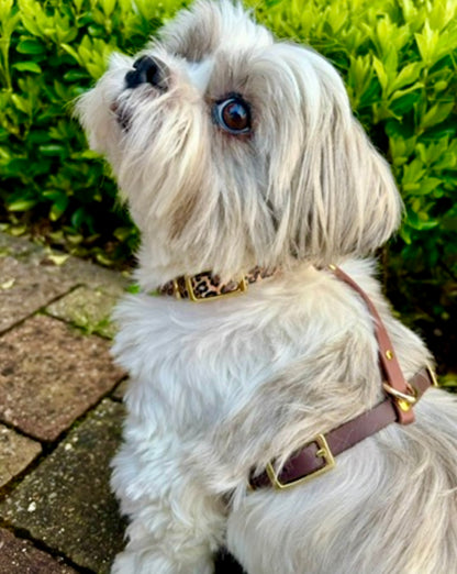 Harnais chien en Biothane – Collection Latte Sauvage
