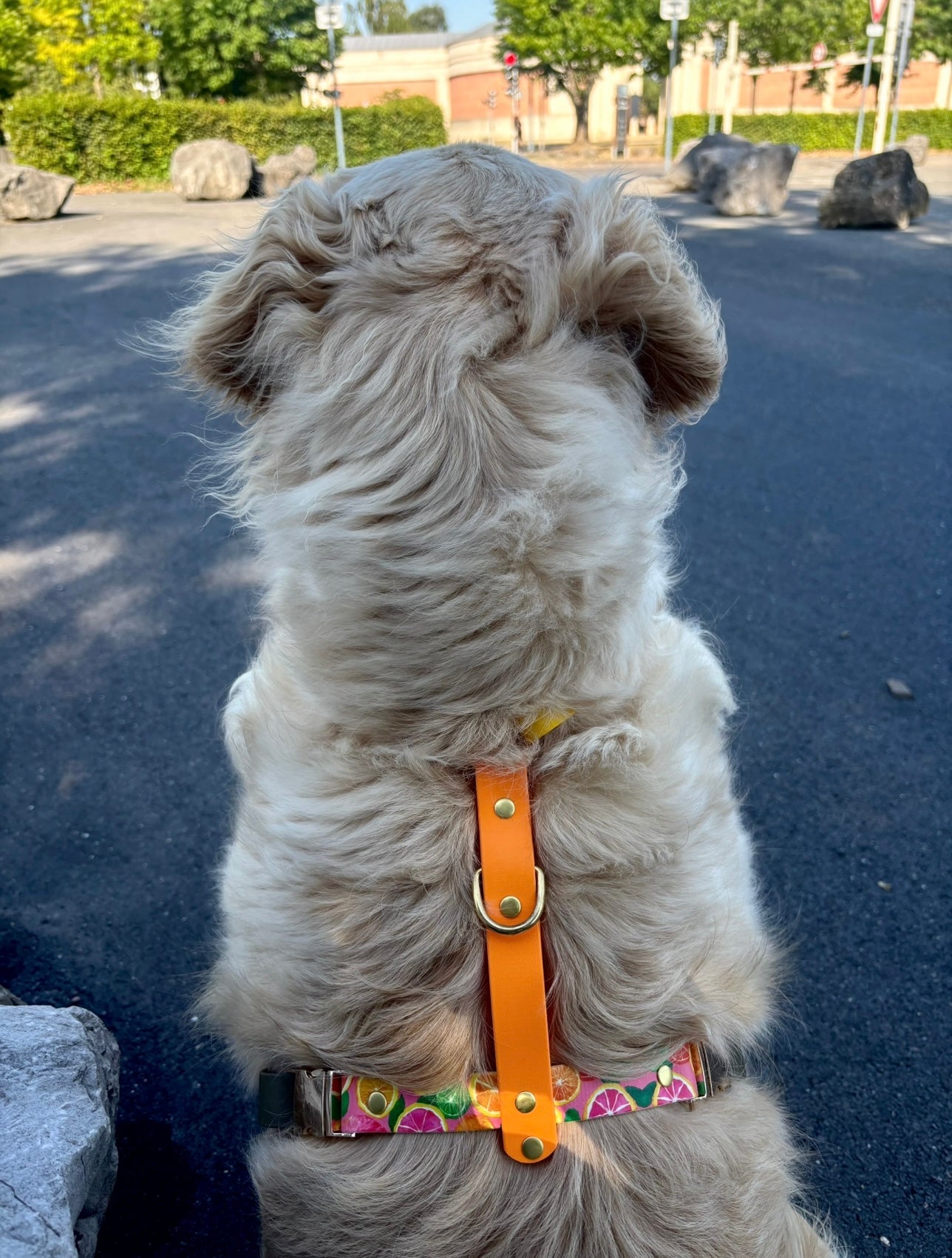 Harnais chien en Biothane personnalisé