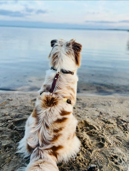 Harnais chien en Biothane – Collection Macchiato
