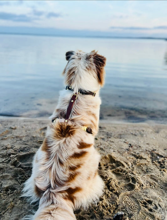 Harnais chien en Biothane – Collection Macchiato