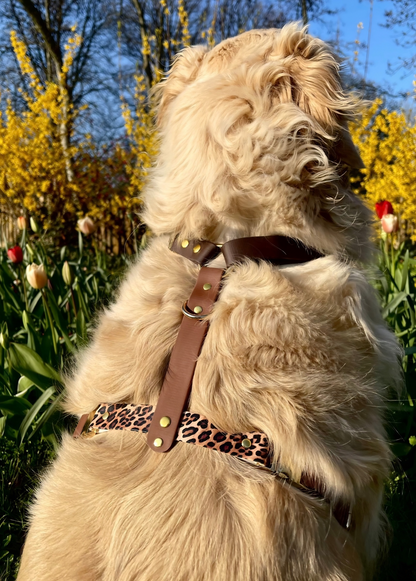Harnais chien en Biothane – Collection Latte Sauvage