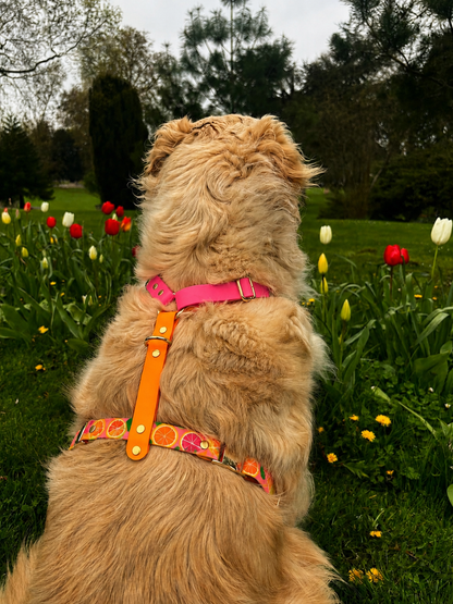 Harnais chien en Biothane sur mesure personnalisé