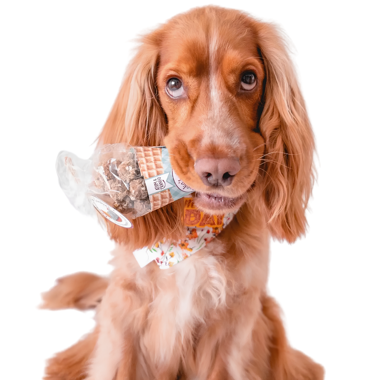 Biscuits naturels pour chien – Poulet et thon