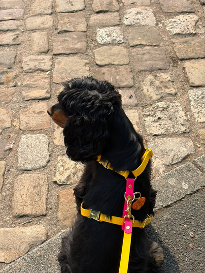 Harnais chien en Biothane sur mesure personnalisé