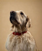 Le Collier Maison Usko - Rouge Grenat