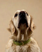 Le Collier Maison Usko - Vert doré